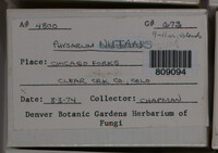 Physarum nutans image